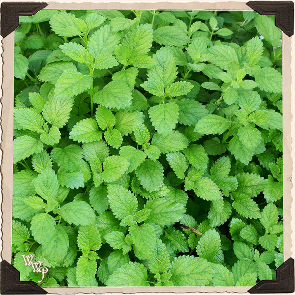 LEMONBALM DRIED HERB BUNDLE For Decor, SpellWork & Healing.