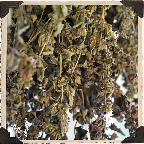 LEMONBALM DRIED HERB BUNDLE For Decor, SpellWork & Healing.