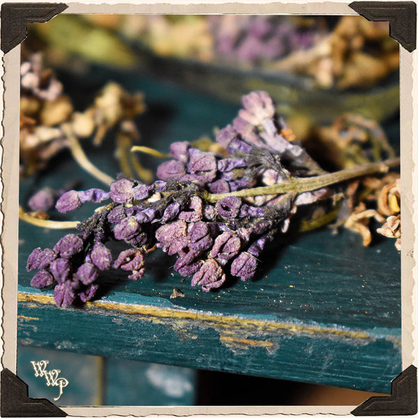 LILAC FLOWER APOTHECARY. Dried Herbs. For Psychic Awareness, Spirits, Mourning & Letting Go. White Witch Parlour