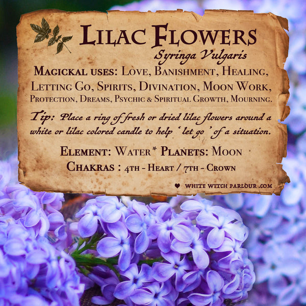 LILAC FLOWER APOTHECARY. Dried Herbs. For Psychic Awareness, Spirits, Mourning & Letting Go. White Witch Parlour