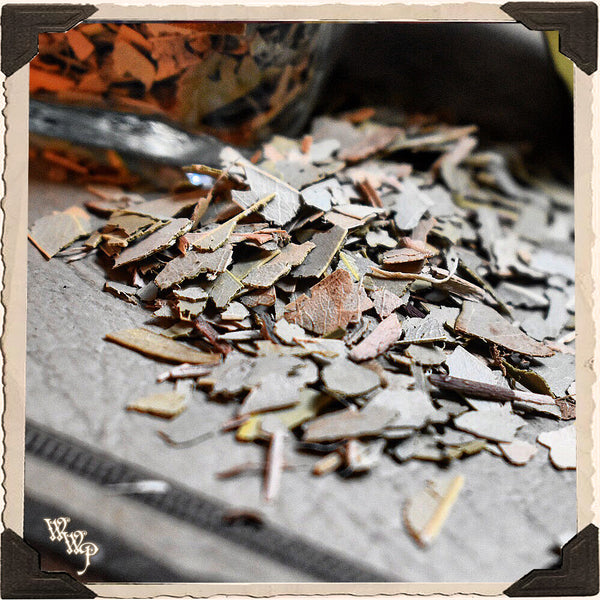EUCALYPTUS LEAVES APOTHECARY. Dried Herbs. For Purification, Healing & Protection. White Witch Parlour