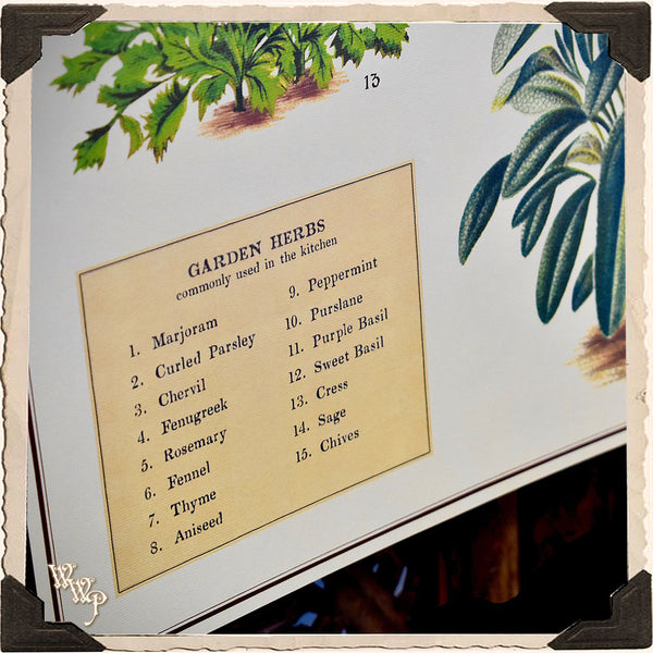 DISCONTINUED: 'GARDEN HERBS' BOTANICAL POSTER. Vintage Style Print For Sacred Space Decor