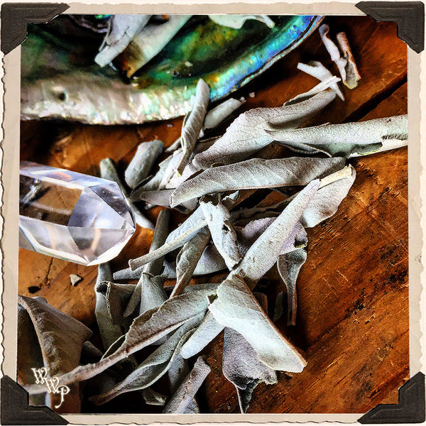WHITE SAGE APOTHECARY. Dried Herbs. For Purification, Wishes & Ceremony. White Witch Parlour