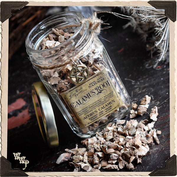 CALAMUS ROOT Dried Herb Acorus Calamus. For Dominance, Control, Balance & Black Magick. White Witch Parlour