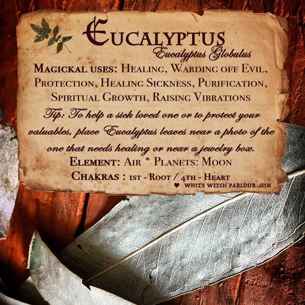 EUCALYPTUS LEAVES APOTHECARY. Dried Herbs. For Purification, Healing & Protection. White Witch Parlour
