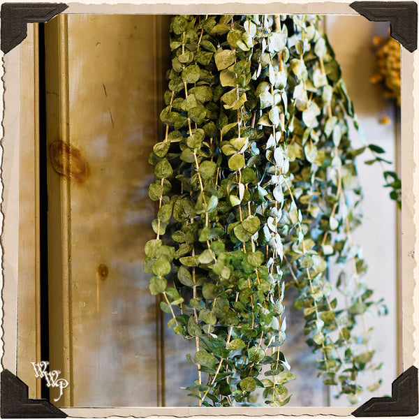 DISCONTINUED: EUCALYPTUS DRIED BOTANICAL. Decorative Herb For Healing, Protection & Aura Cleanse