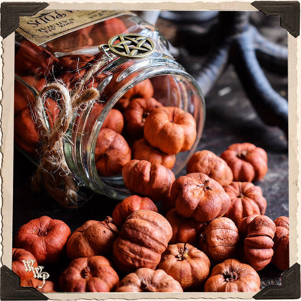 PUTKA PODS APOTHECARY. Dried Herbs. For Warmth, Comfort & Family Togetherness. White Witch Parlour