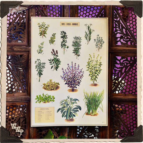 DISCONTINUED: 'GARDEN HERBS' BOTANICAL POSTER. Vintage Style Print For Sacred Space Decor
