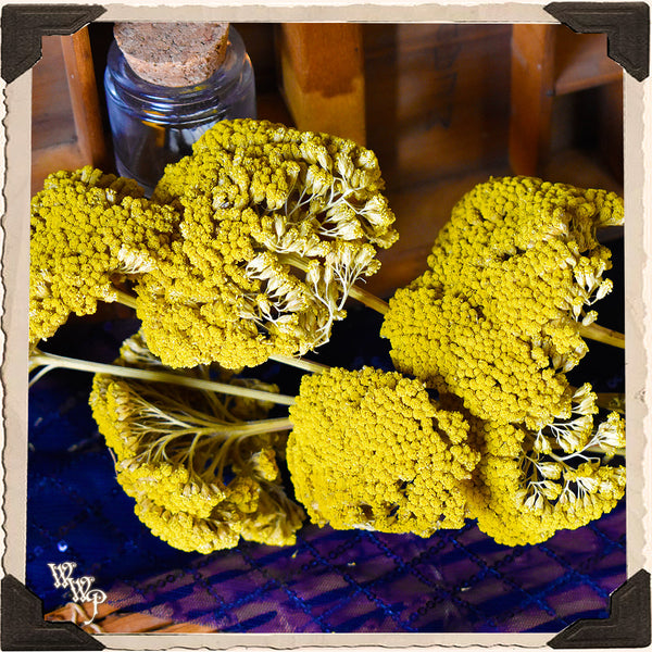DISCONTINUED: YELLOW YARROW DRIED BOTANICAL. Decorative Herb For Courage, Healing & Love.