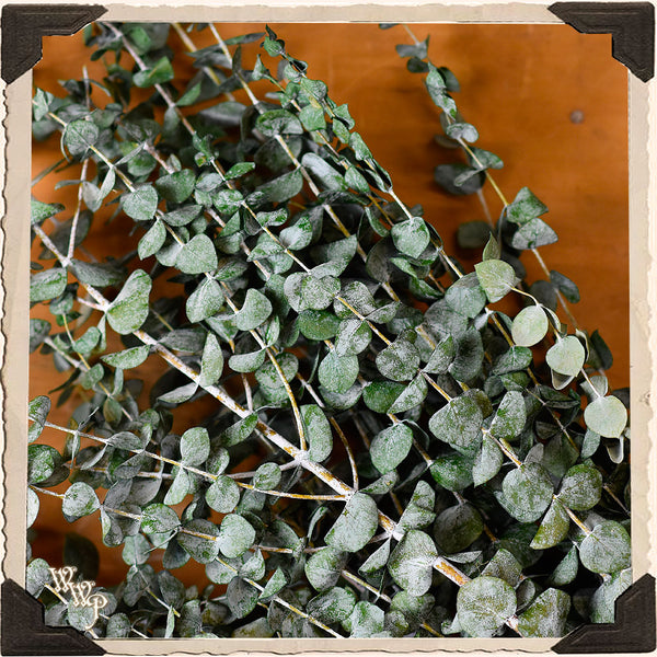 DISCONTINUED: EUCALYPTUS DRIED BOTANICAL. Decorative Herb For Healing, Protection & Aura Cleanse