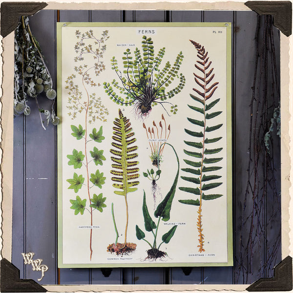 DISCONTINUED: 'FERNS' BOTANICAL POSTER. Vintage Style Print For Sacred Space Decor