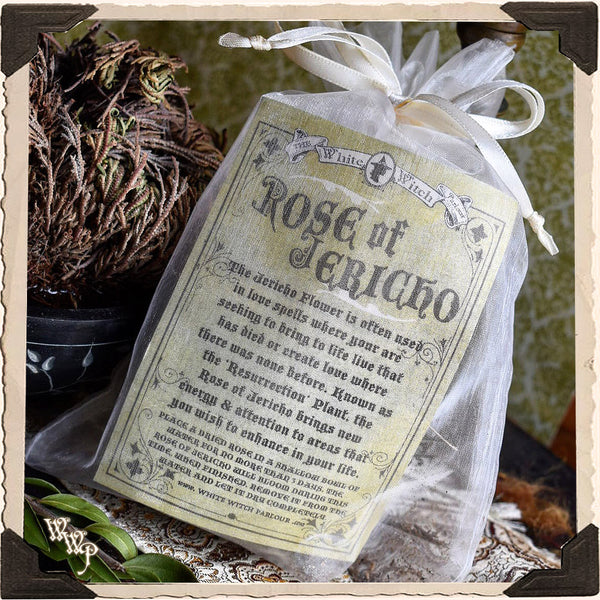 jericho plant prayer ROSE OF JERICHO Resurrection Plant For Blessings, Joy & Abundance. – WhiteWitchParlour.com