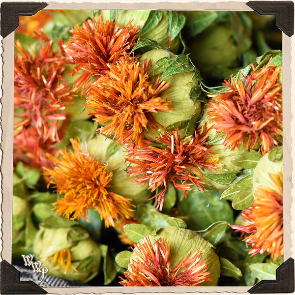 DISCONTINUED:  SAFFLOWER DRIED BOTANICAL. Decorative Herb For Dominance, Power & Spell Breaking