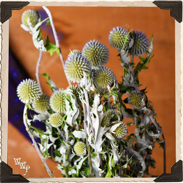 DISCONTINUED: ECHINOPS GLOBE THISTLE DRIED BOTANICAL. Decorative Herb For Attracting Fae, Third Eye & Protection