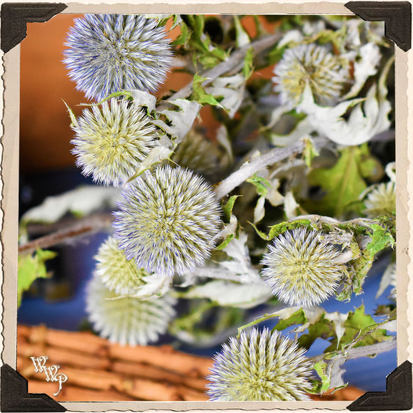 DISCONTINUED: ECHINOPS GLOBE THISTLE DRIED BOTANICAL. Decorative Herb For Attracting Fae, Third Eye & Protection